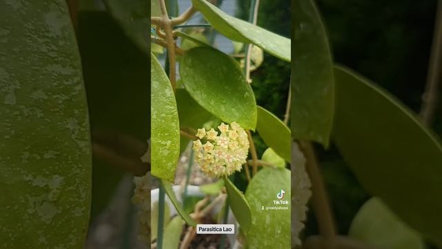 Parasitica Lao Хойя