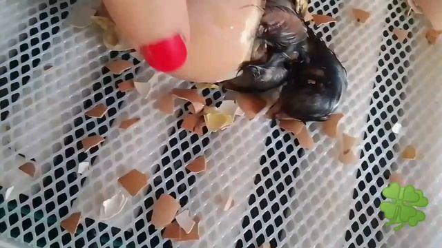 История одного цыпленка . Вылупление .