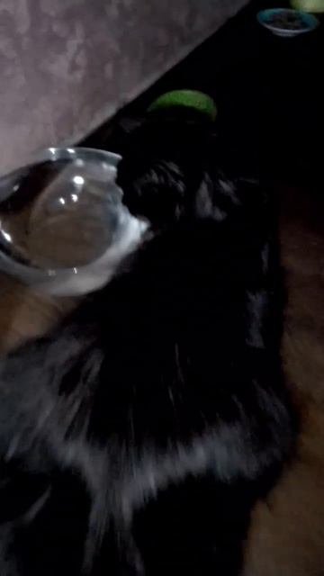 САМЫЙ ЛЕНИВЫЙ КОТ