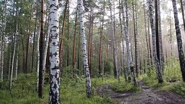 Летние покатушки на мопеде.