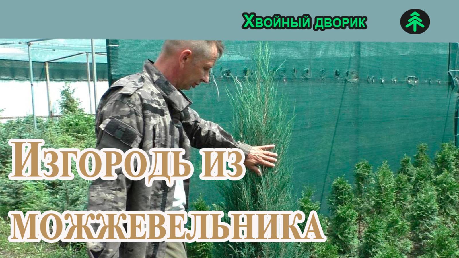 Что делать с можжевельником скальным, если он не держит форму, — один из вариантов!