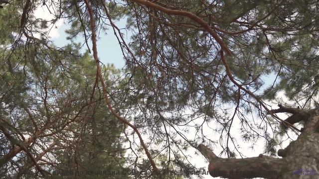 Музыка для поцелуев на крыше машины где-то посреди бескрайних полей - Take to the Skies! -- Forget t