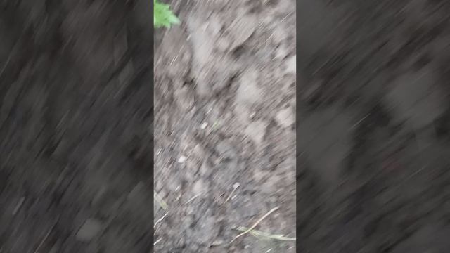 Томаты самосевы пересаживать хочу)
