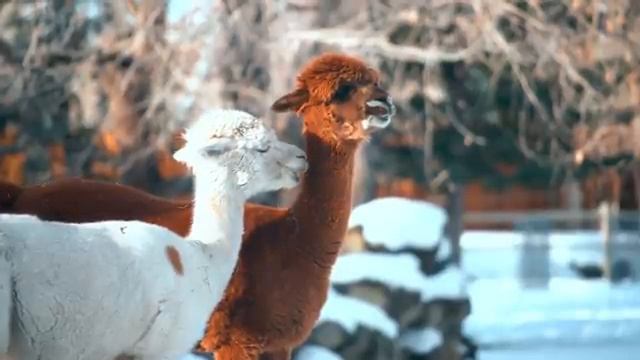 Покой природы под аккомпанемент тёплого ветра – Часть 15