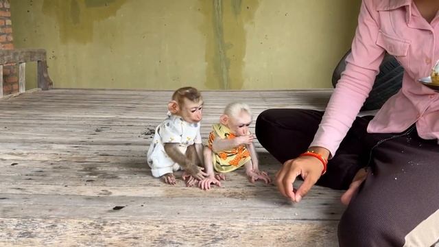 Обезьянки 2 МАЛЫШЕНЬКИ на маму кричат торт вырывают убегают отмечают День Рождения Прыгают бегают  С