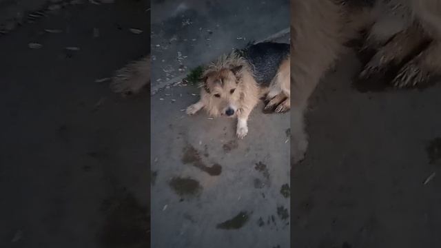 Срочно ищем хозяина или передержку!