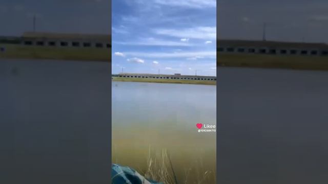 батя укусил клещ