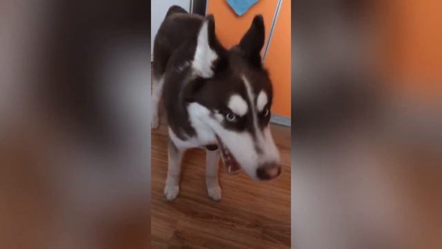 Funny dogs compilation #2  - Best Funniest Animal Videos Of The week