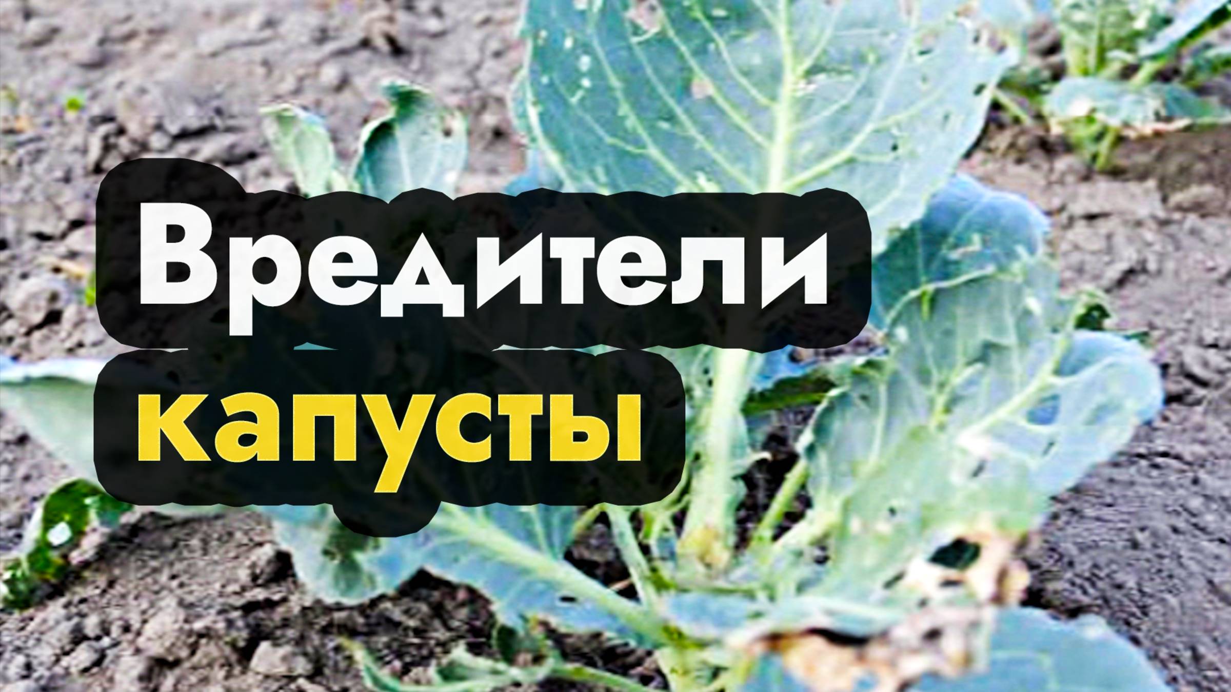 Вредители капусты в открытом грунте, как бороться с ними в Сибири  на Урале и на Дальнем Востоке
