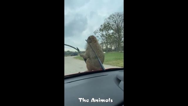 Приколы с животными!