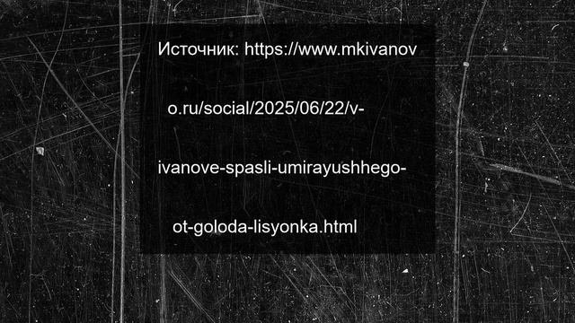 В Иванове спасли умирающего от голода лисёнка