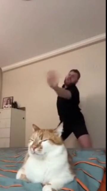 котик
