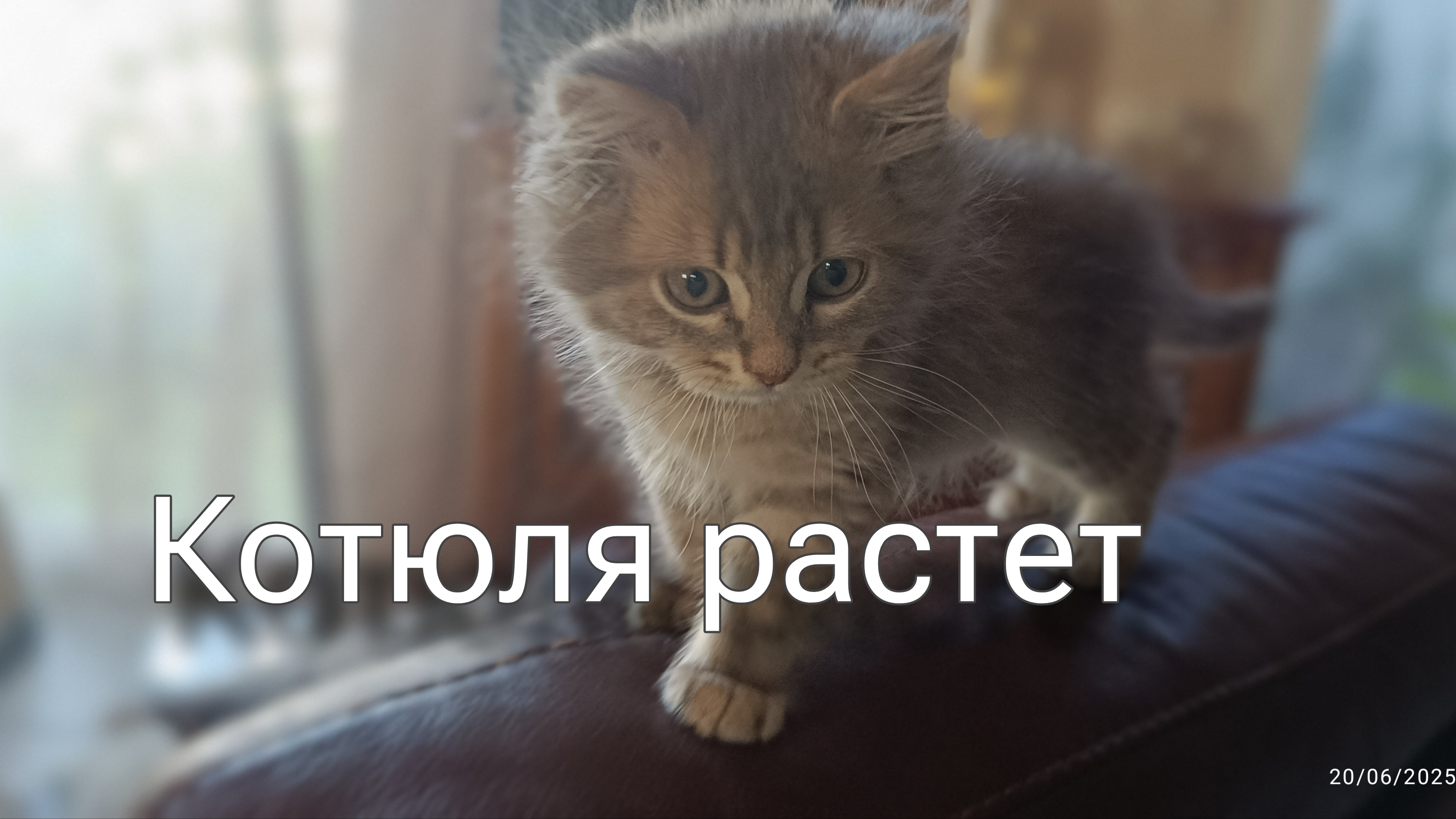 Жара, петанк, котик.