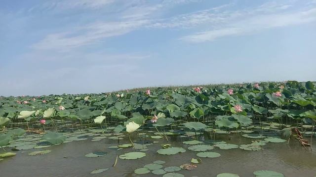 лотосовые поля🪷
Астрахань