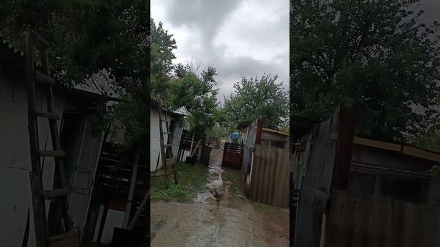 Стихия, гуси, эпидемия.