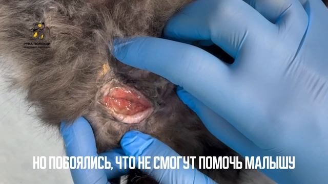 Малыш Бублик приехал к нам подлечиться. Поддержать⬇️