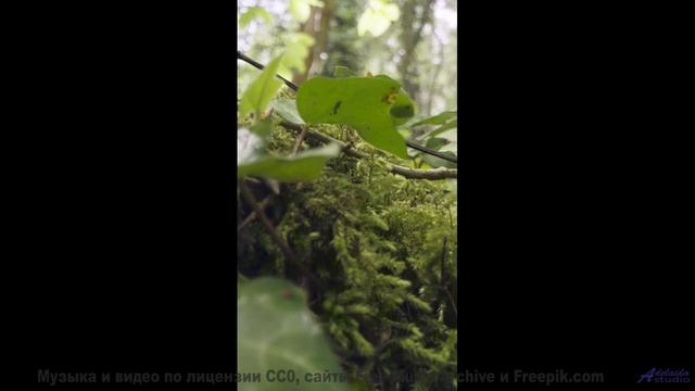Поля и мелодия проникают под кожу мгновенно - H3W -- Upseen -- El Monstruo