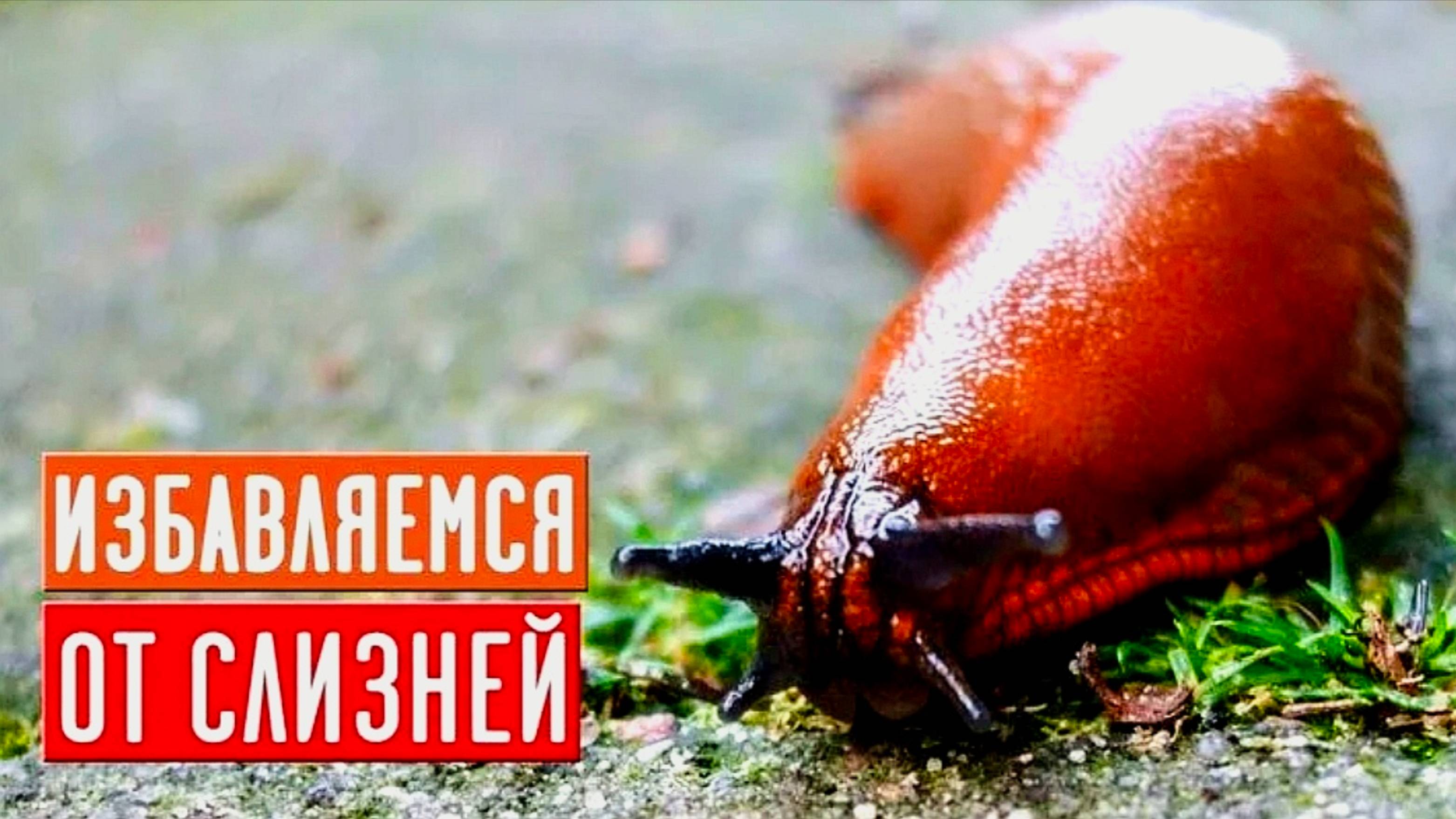 КАК ИЗБАВИТЬСЯ ОТ СЛИЗНЕЙ НА УЧАСТКЕ
