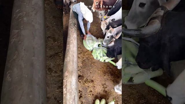 22 июня. Йогини экадаши. Раздача овощей коровкам