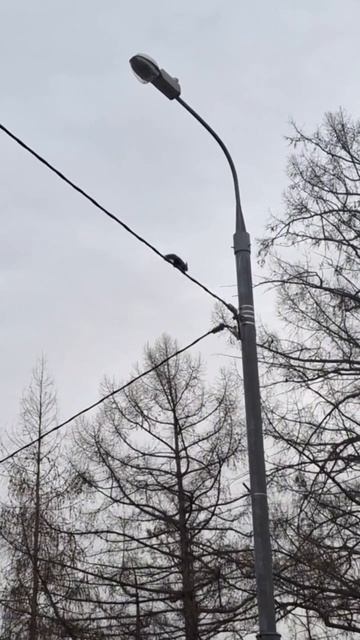 Белочка Тимирязевская академия