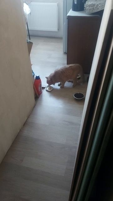 Котька