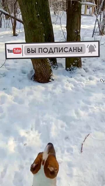 Амстафф Трейси встретила лесную белку