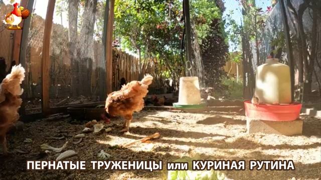 Куры несушки свободного выгула и их обычная куриная рутина – эпизод (474)