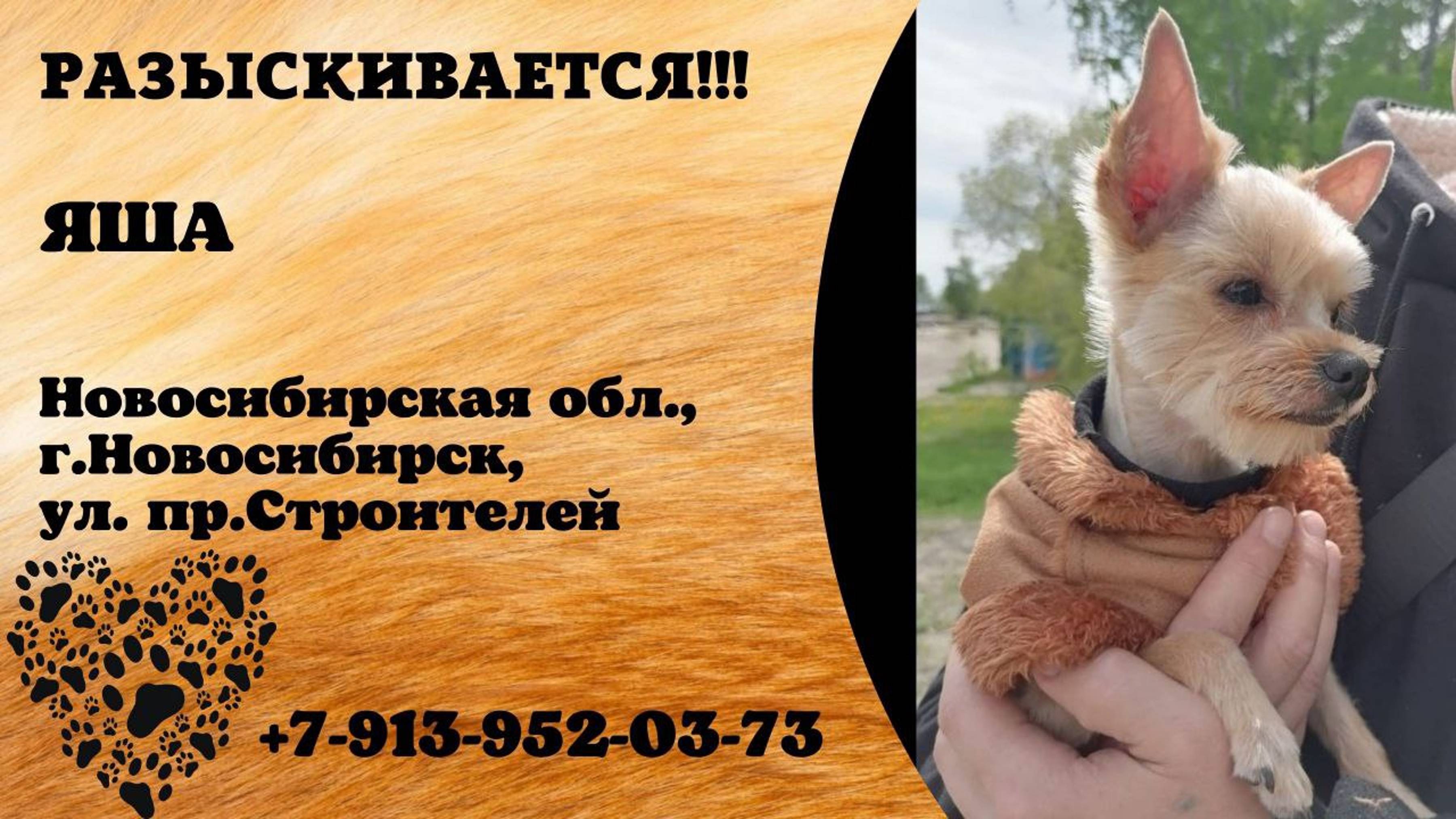 Пропала собака! ЯША. Новосибирская обл, г.Новосибирск, ул. проспект Строителей