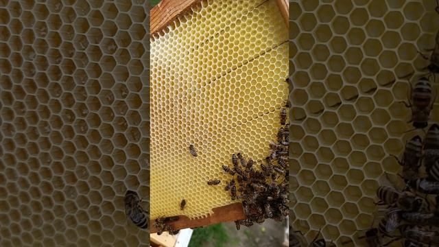 Сбор мёда 🍯