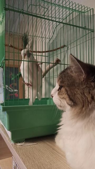 Попугай и кот.