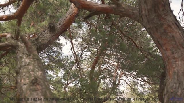 Природа заиграла новыми красками вместе с этим треком - Spirit-Ache -- Ketsa -- The Lost Files