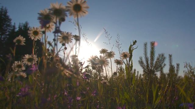 Лес, который ЗАПОМИНАЕТ каждого! - A Contra Luz -- Danke Sun -- Movimiento