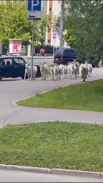 Москва Бутово, разборки Козлов