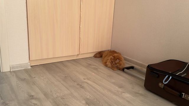 Лазерный охотник