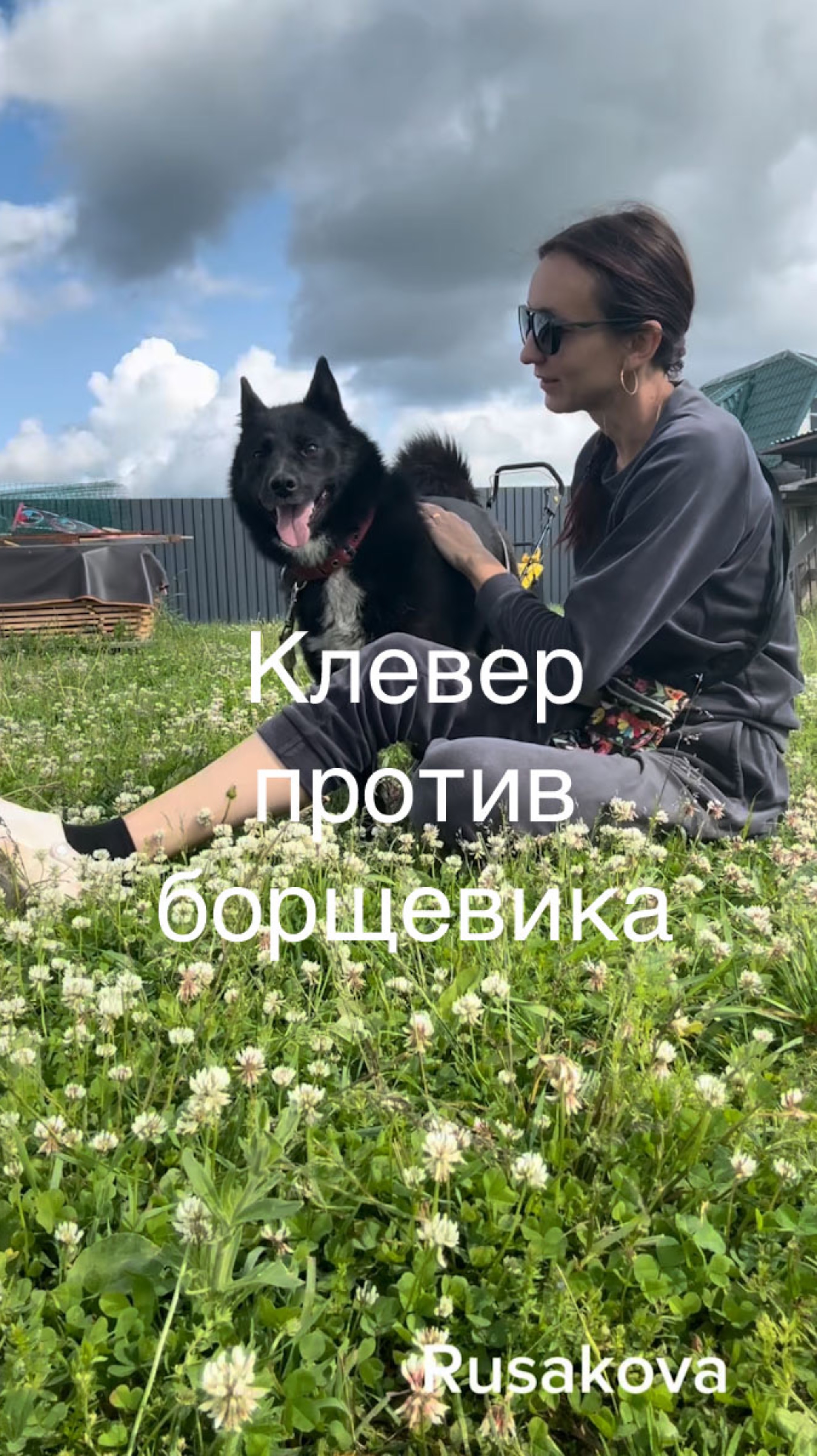 Клевер вместо борщевика