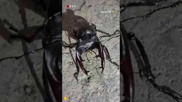 Жук олень встреча в парке Семхоз 20.06.25