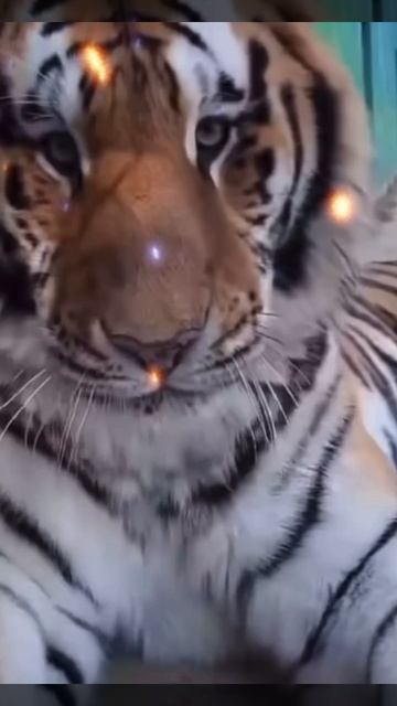 Сегодня я покажу вам обычный летний отдых ТИГРОВ!!!🐯