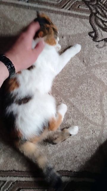 Добрая кошечка НЮША!!!🐈😽😼😻😍💋🥰❤️