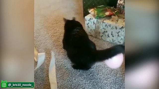 Старайтесь не смеяться и не ухмыляться, наблюдая за Самыми забавными животными