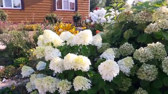 Мои летние цветы часть (7)