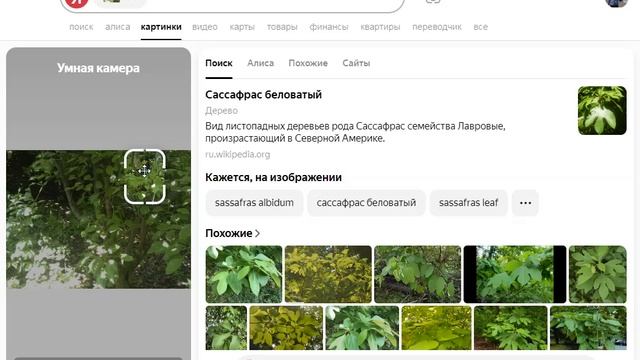 Анализ фотографии из огорода с помощью Яндеск-камеры 2