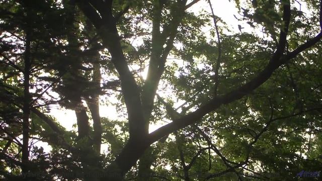 Музыка для постбиологического существования - новая эра сознания! - Reach for Success -- Scott Holme