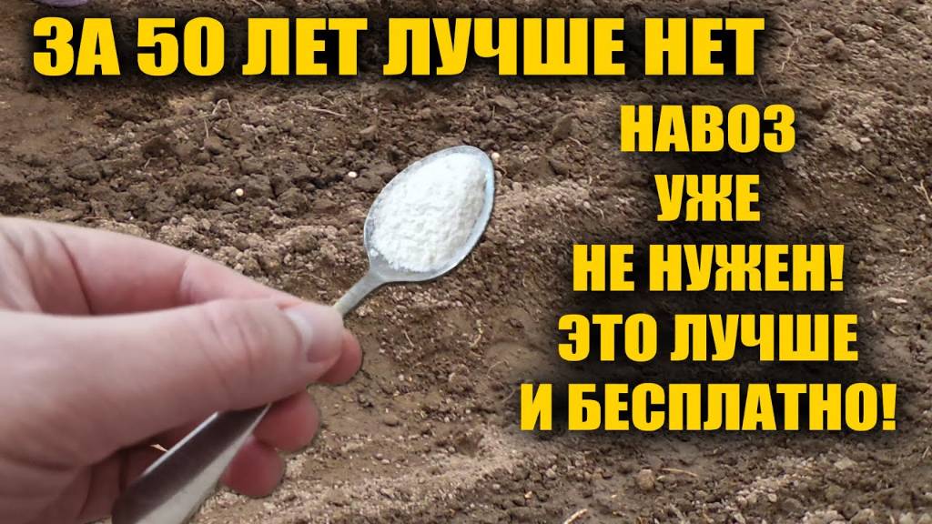 1 Ложку на ведро воды и земля как новая! Пролейте этим землю для обильного урожа