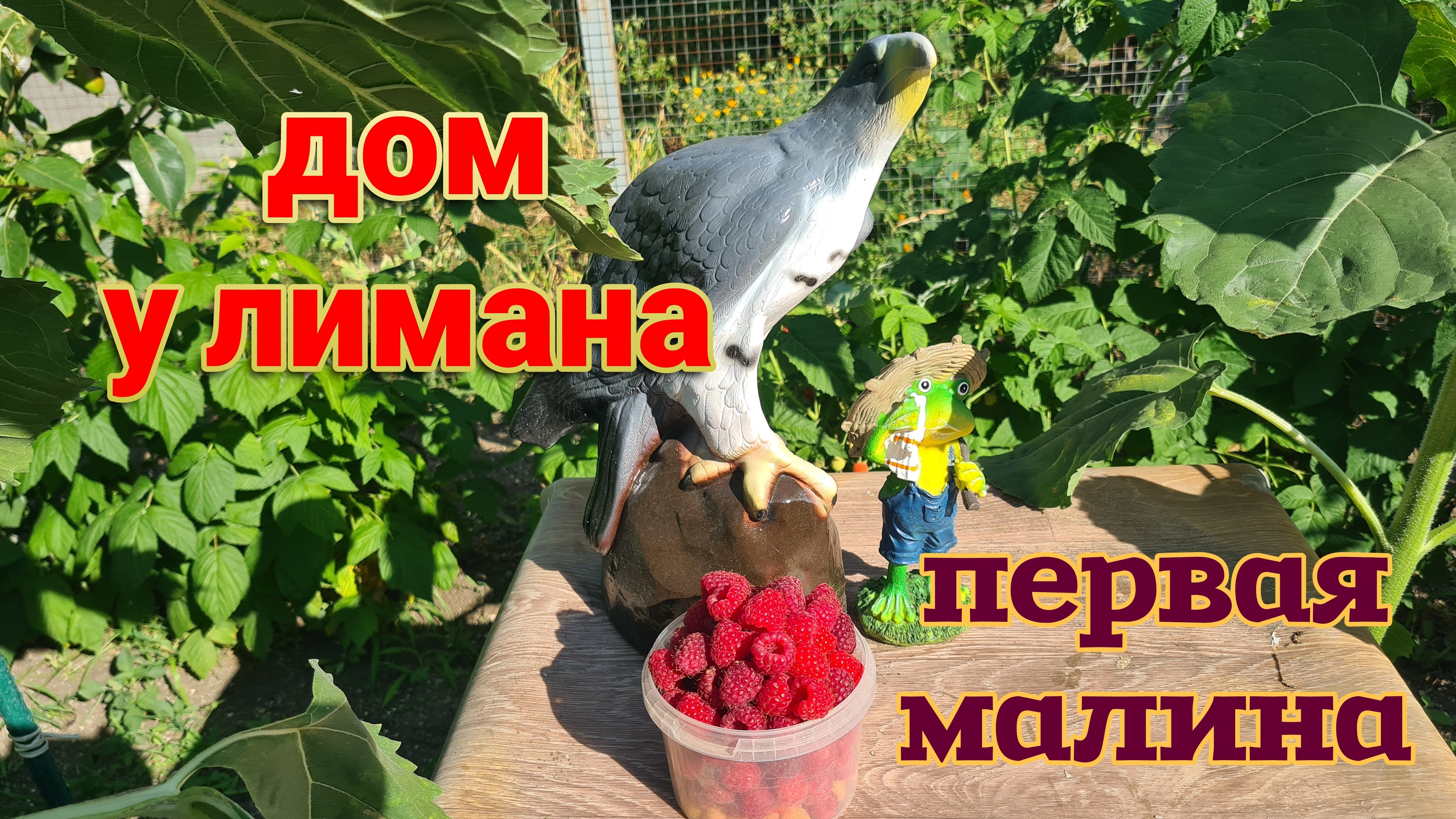 Ейск. Александровка. Огородные дела на юге. Готовлю. Море. Появились медузы.