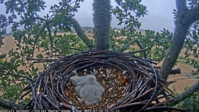 Семья сапсанов в дождь Родительский подвиг! Один греет птенцов, второй добывает еду
