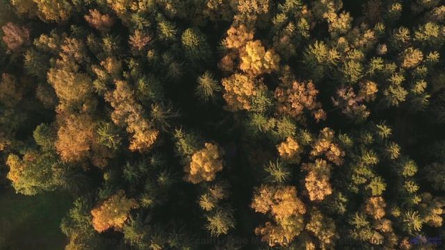 Поля вспыхивают красками, когда играет такой ритм - Sunday Morning -- Podington Bear -- Haplessly Ha