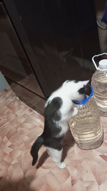 Котик с баклажкой играет