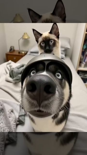 смешные животные
