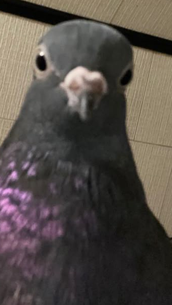 OPEN THE DOOR