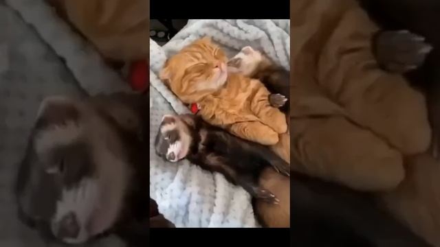 Настоящая дружба!